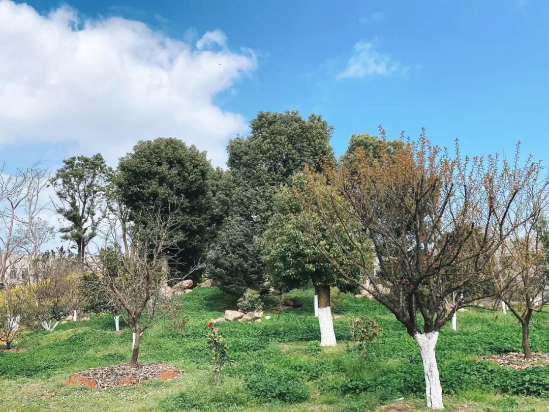 風景這邊獨好!東大環境美景一覽,請查收